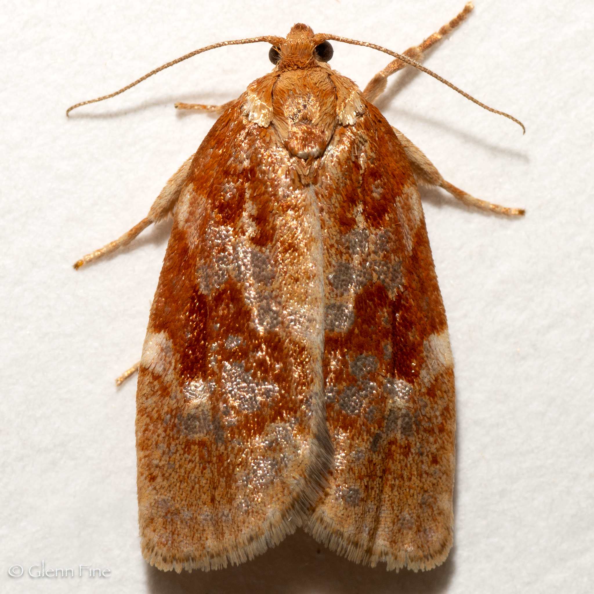 Choristoneura lambertiana