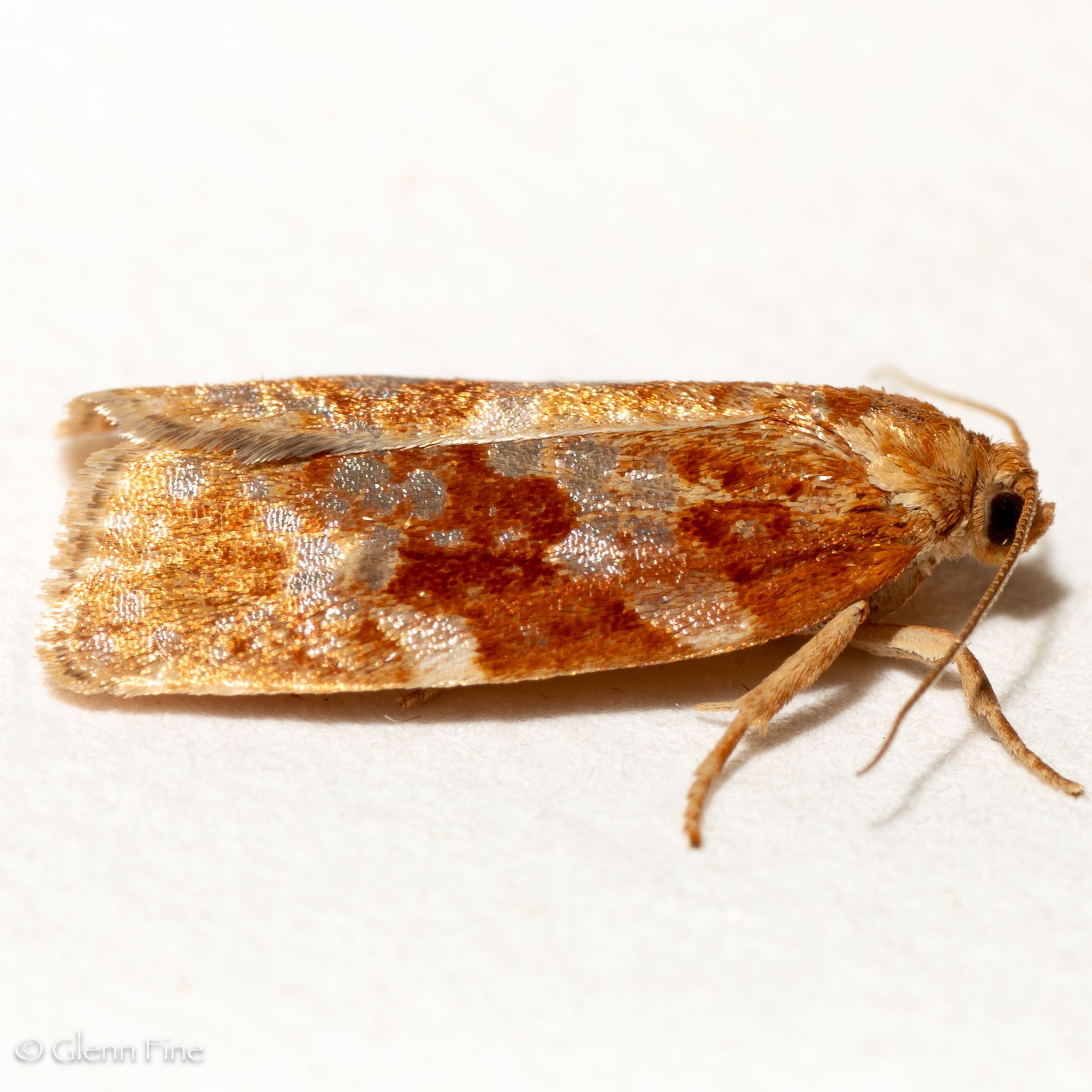 Choristoneura lambertiana