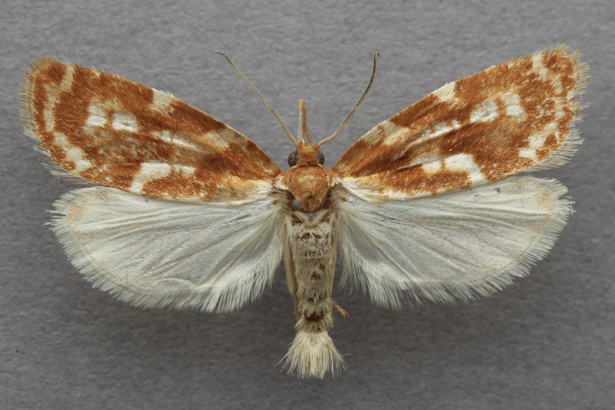 Choristoneura lambertiana