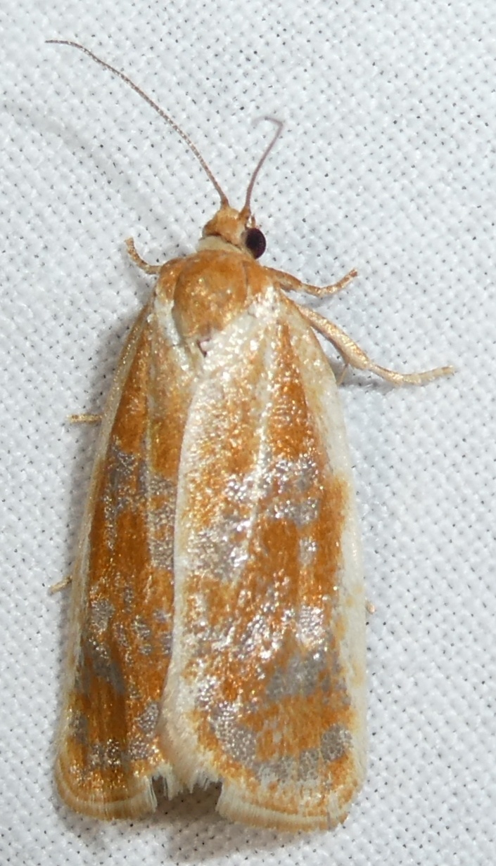 Choristoneura lambertiana