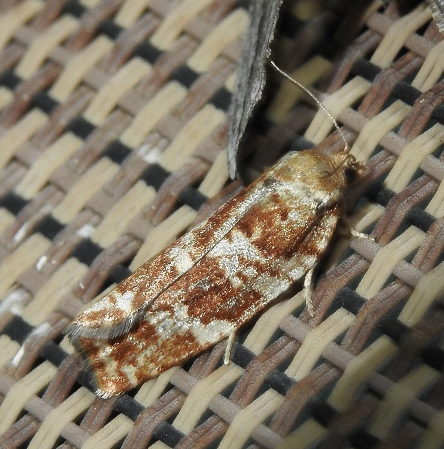 Choristoneura lambertiana