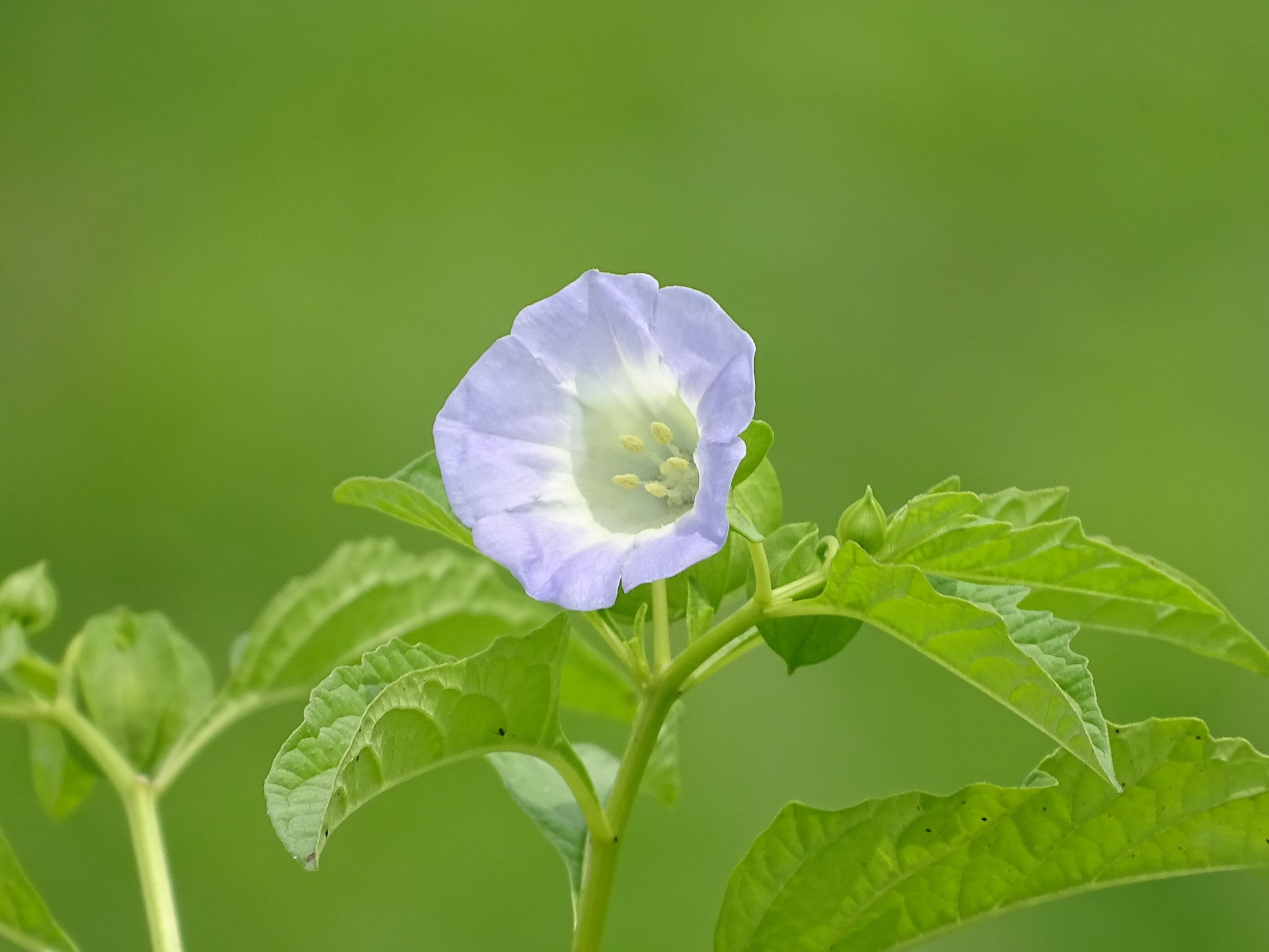 Nicandra physalodes