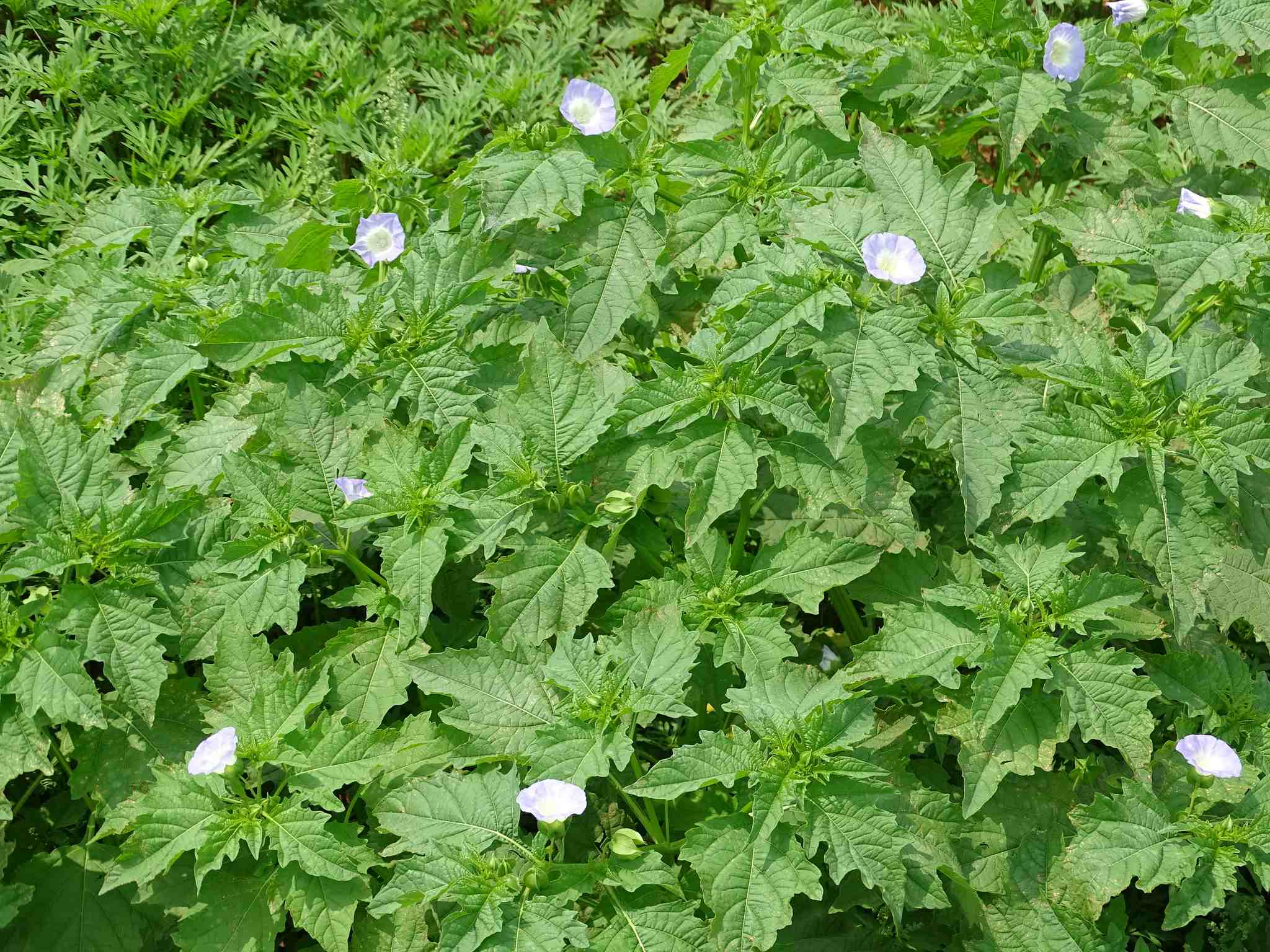 Nicandra physalodes