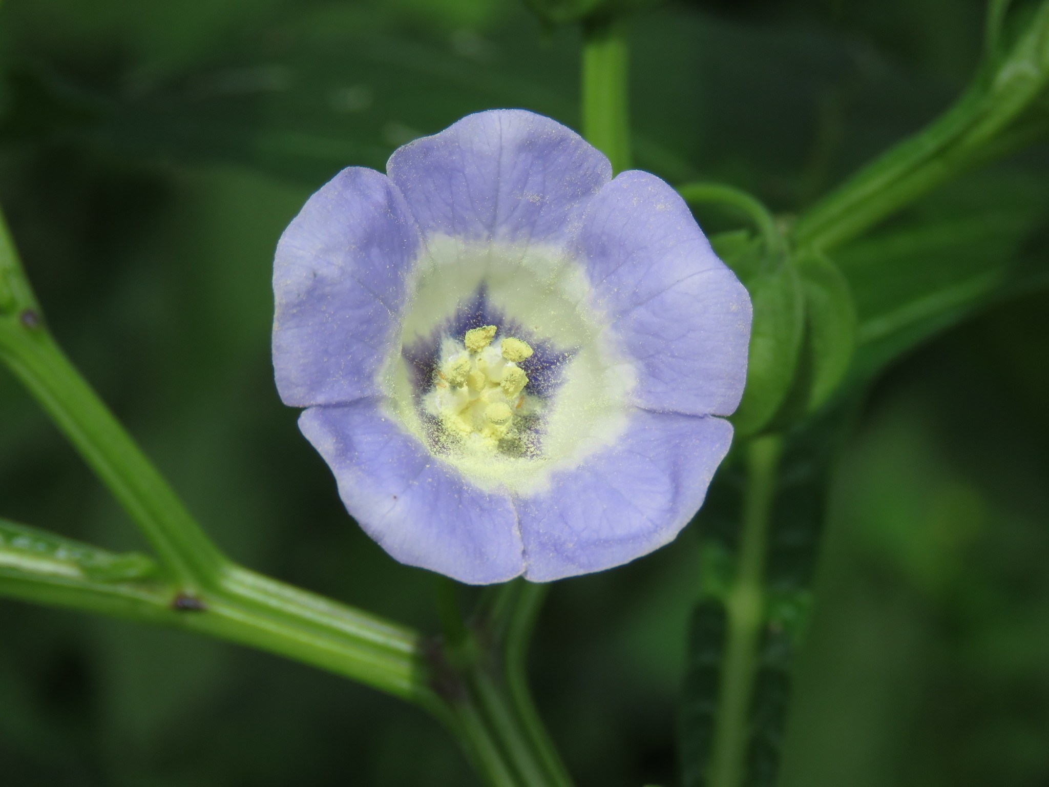 Nicandra physalodes