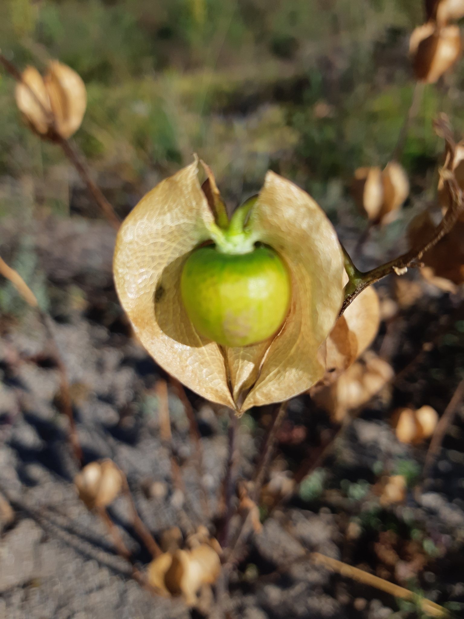 Nicandra physalodes