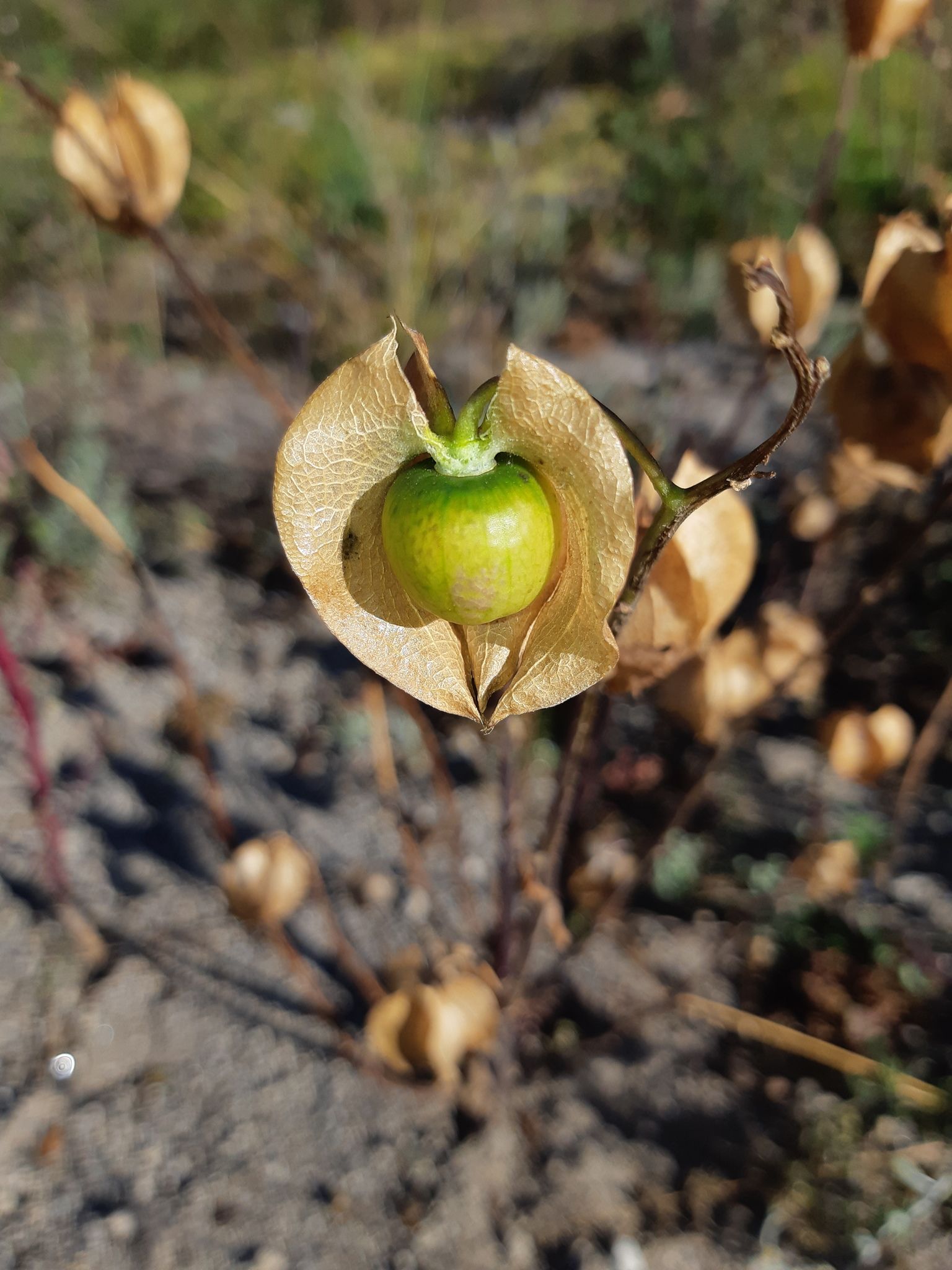 Nicandra physalodes