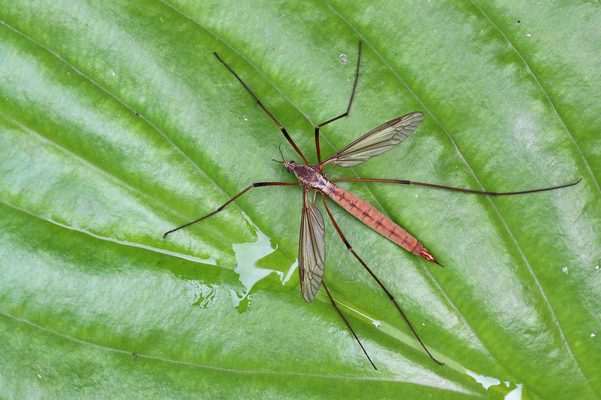 Tipula paludosa