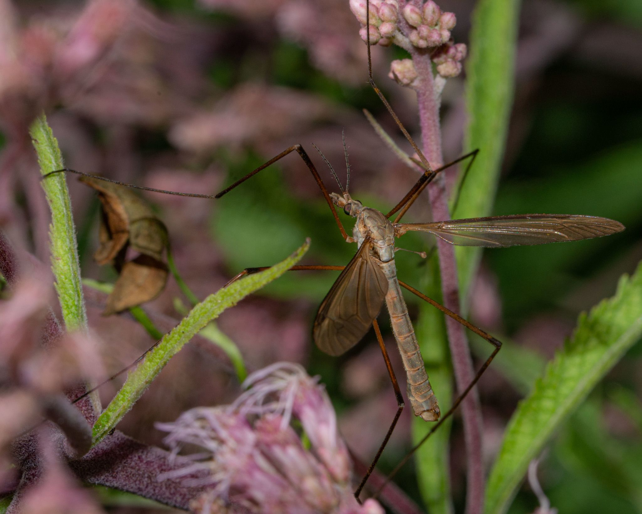 Tipula paludosa