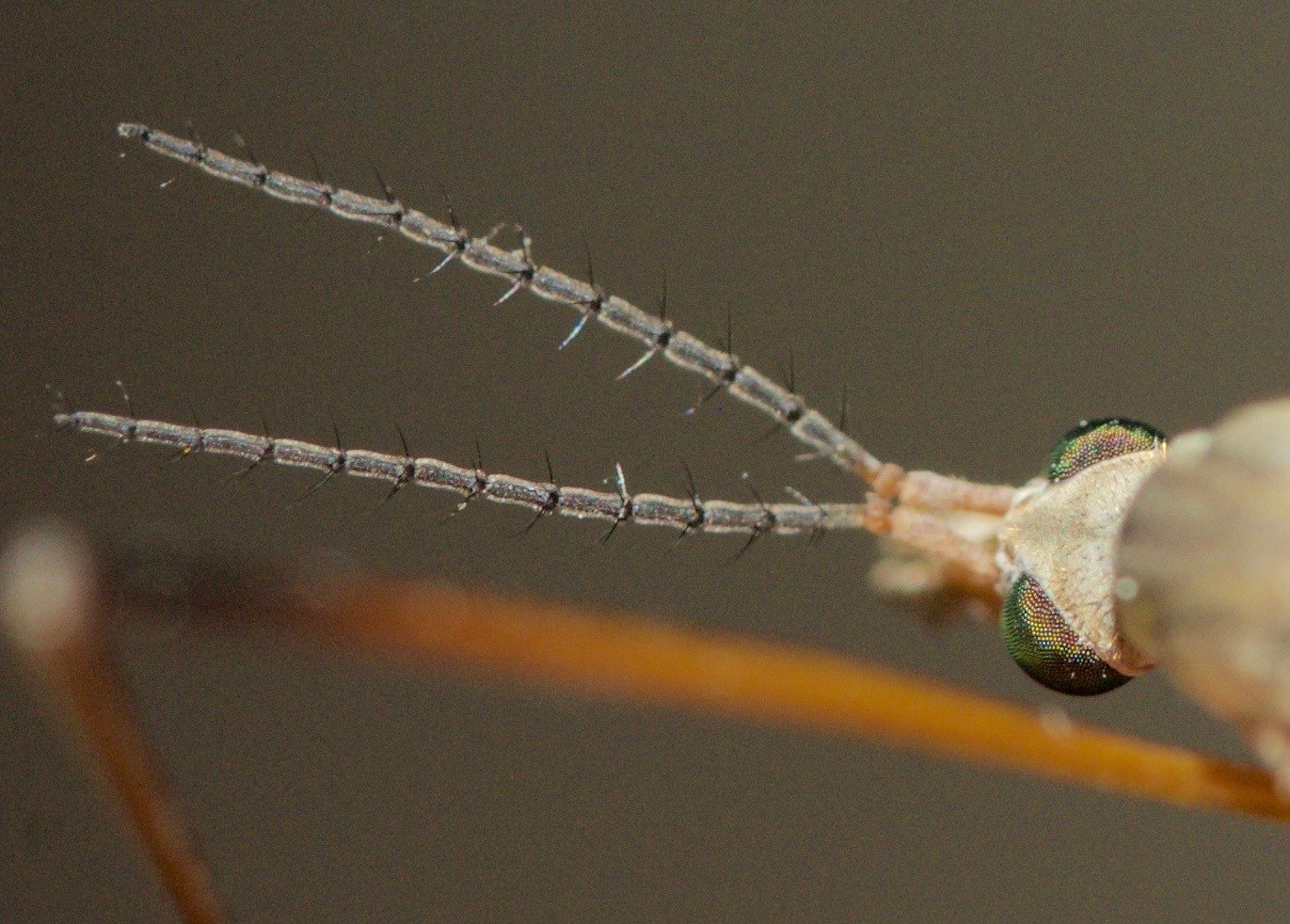 Tipula paludosa
