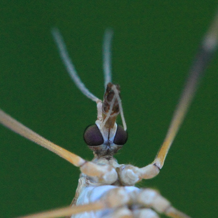 Tipula paludosa