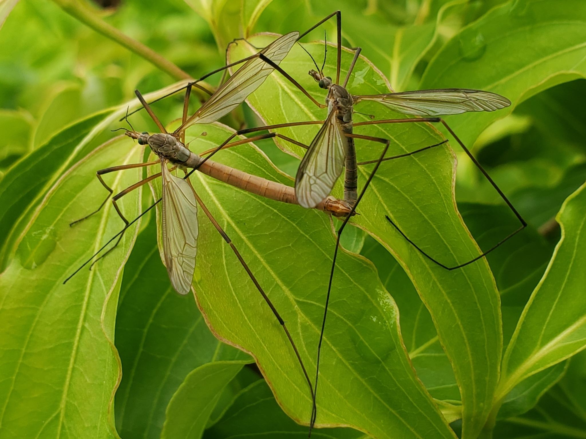 Tipula paludosa