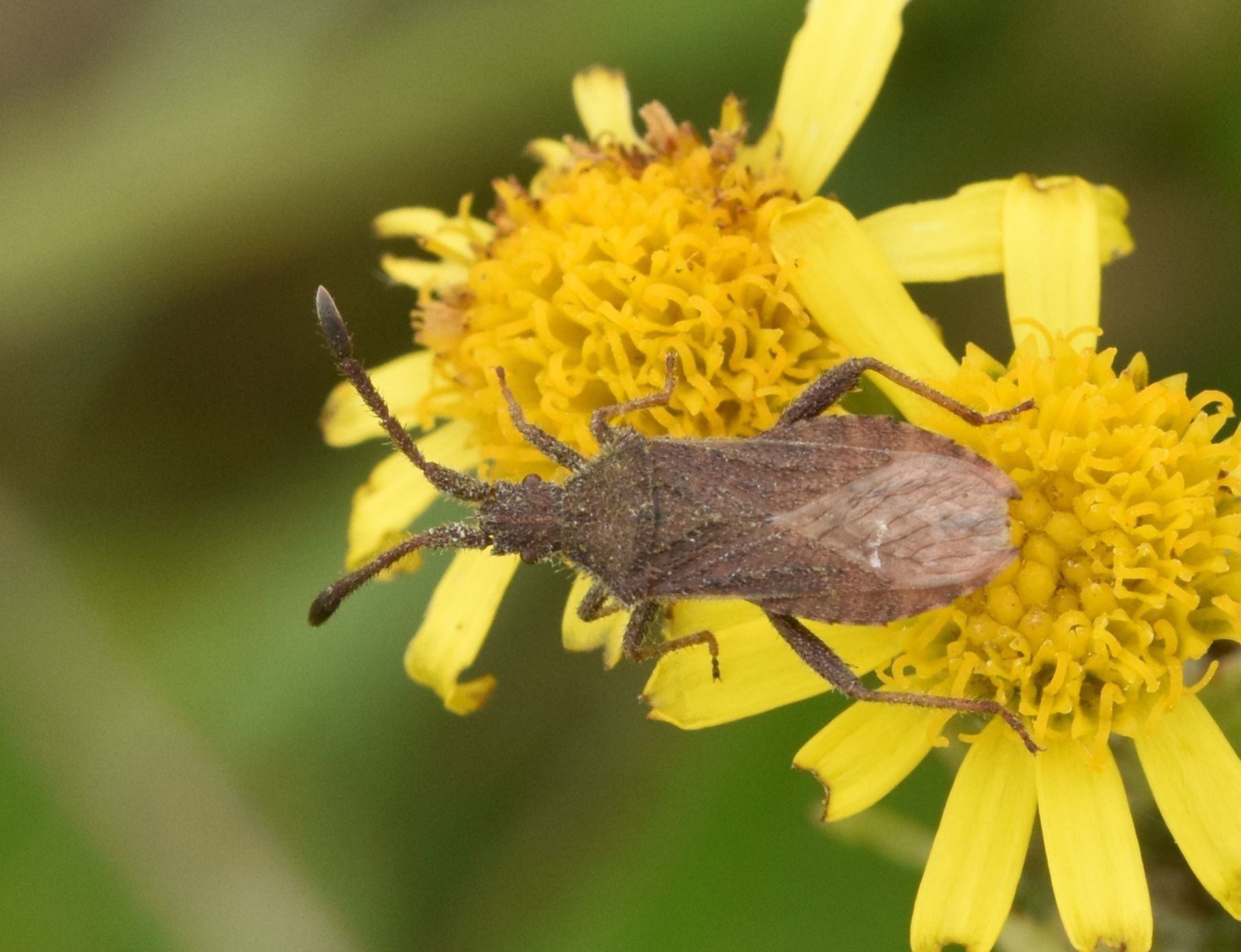 Coriomeris