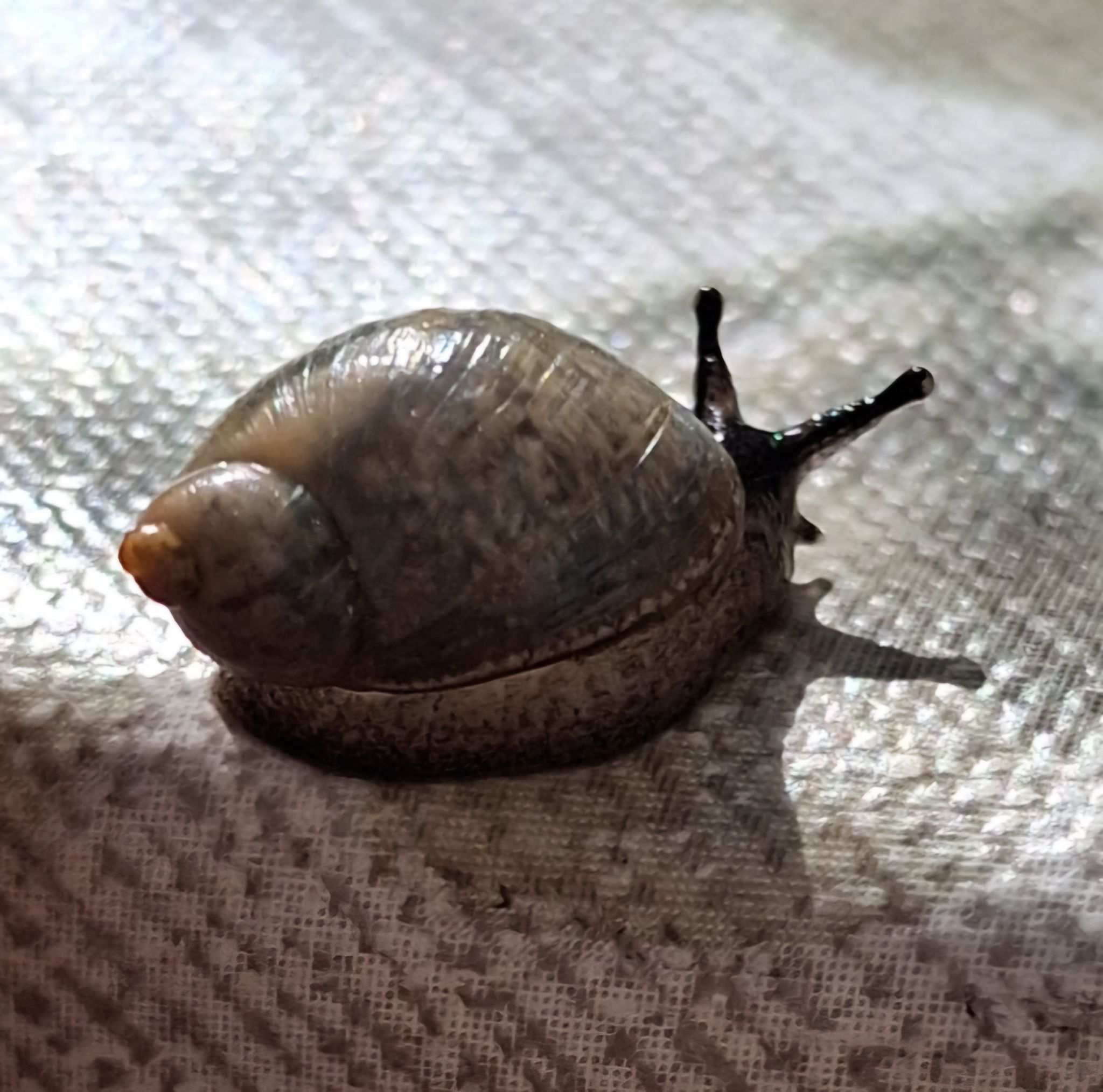 Succinea costaricana