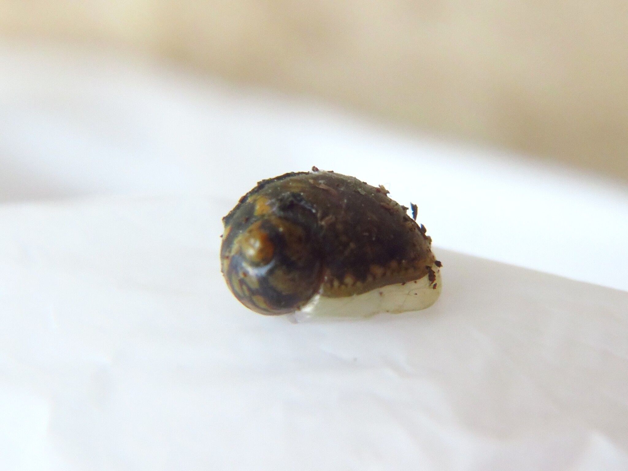 Succinea costaricana