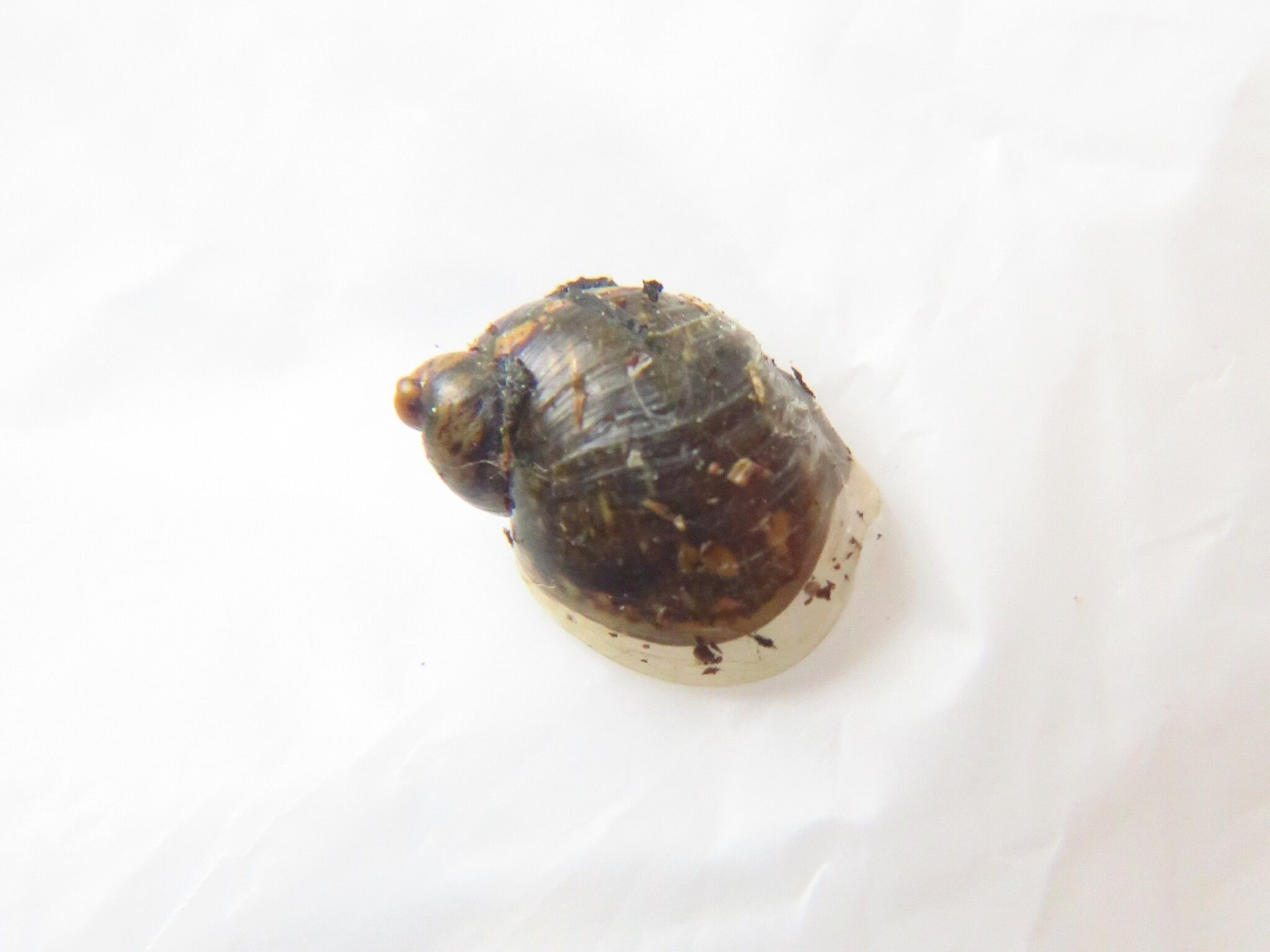 Succinea costaricana