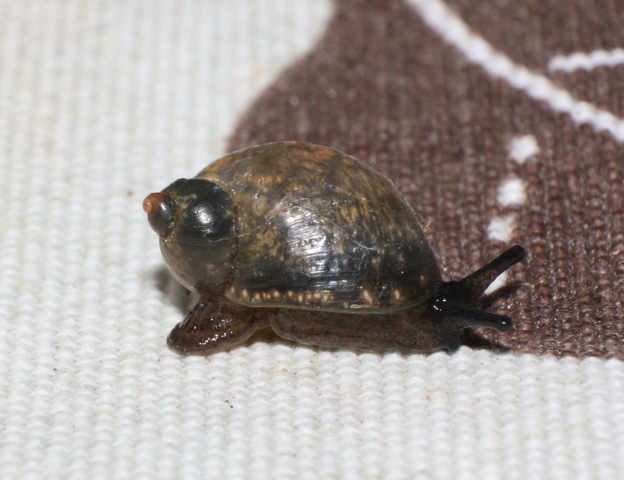 Succinea costaricana