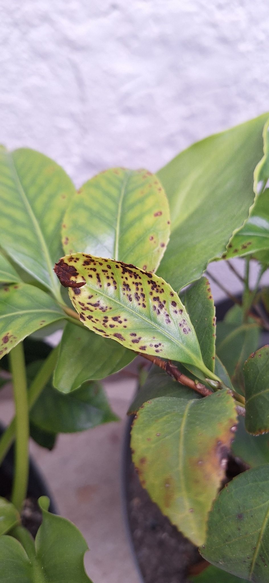 Cosetacus camelliae