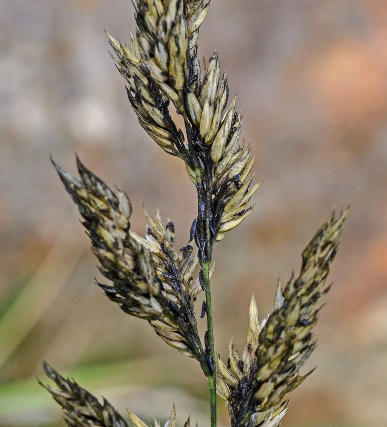 Tilletia laevis