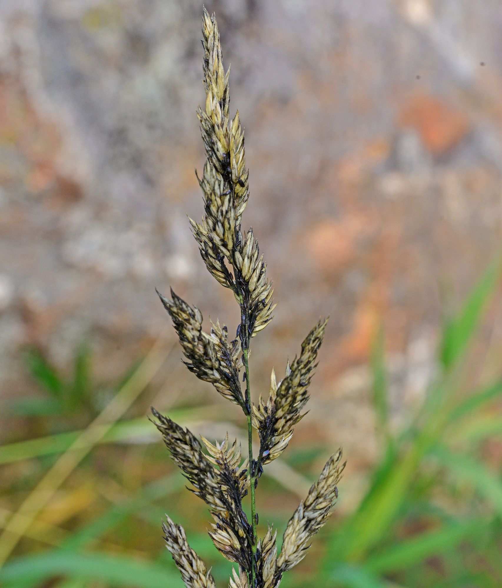 Tilletia laevis