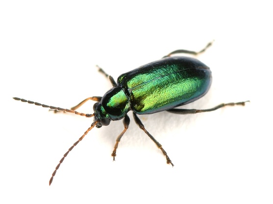 Scelolyperus