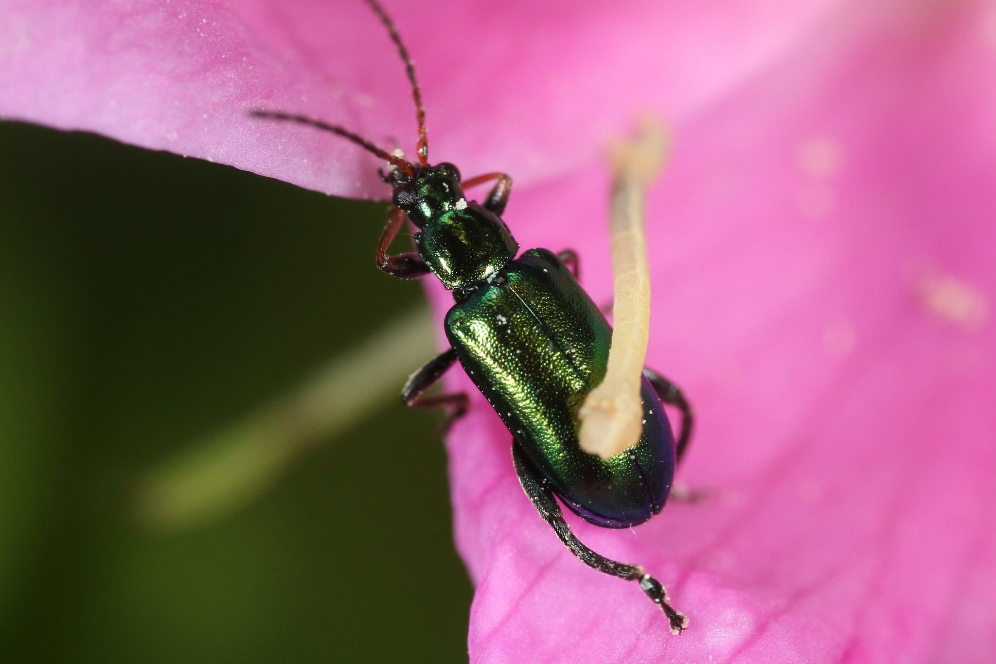 Scelolyperus