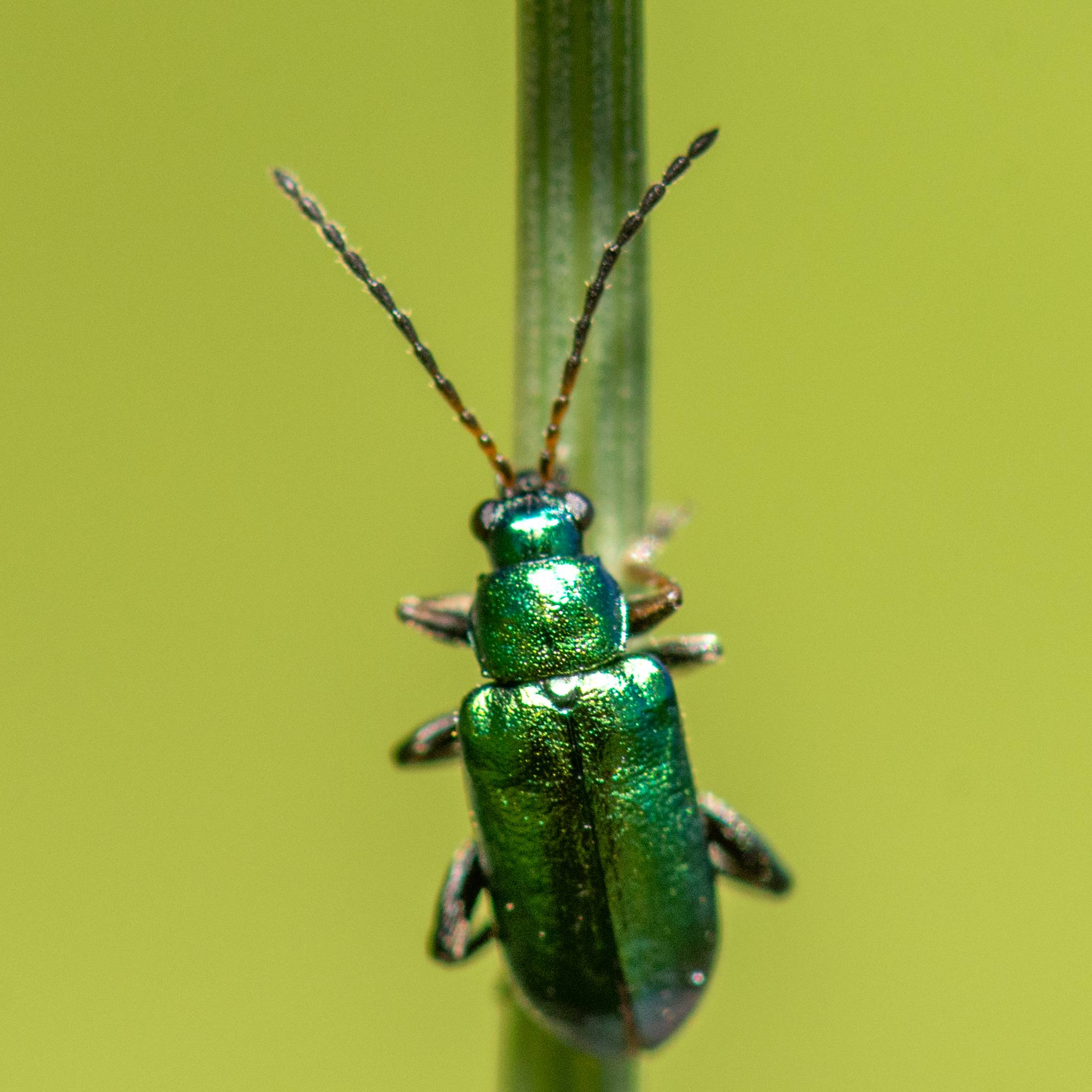 Scelolyperus
