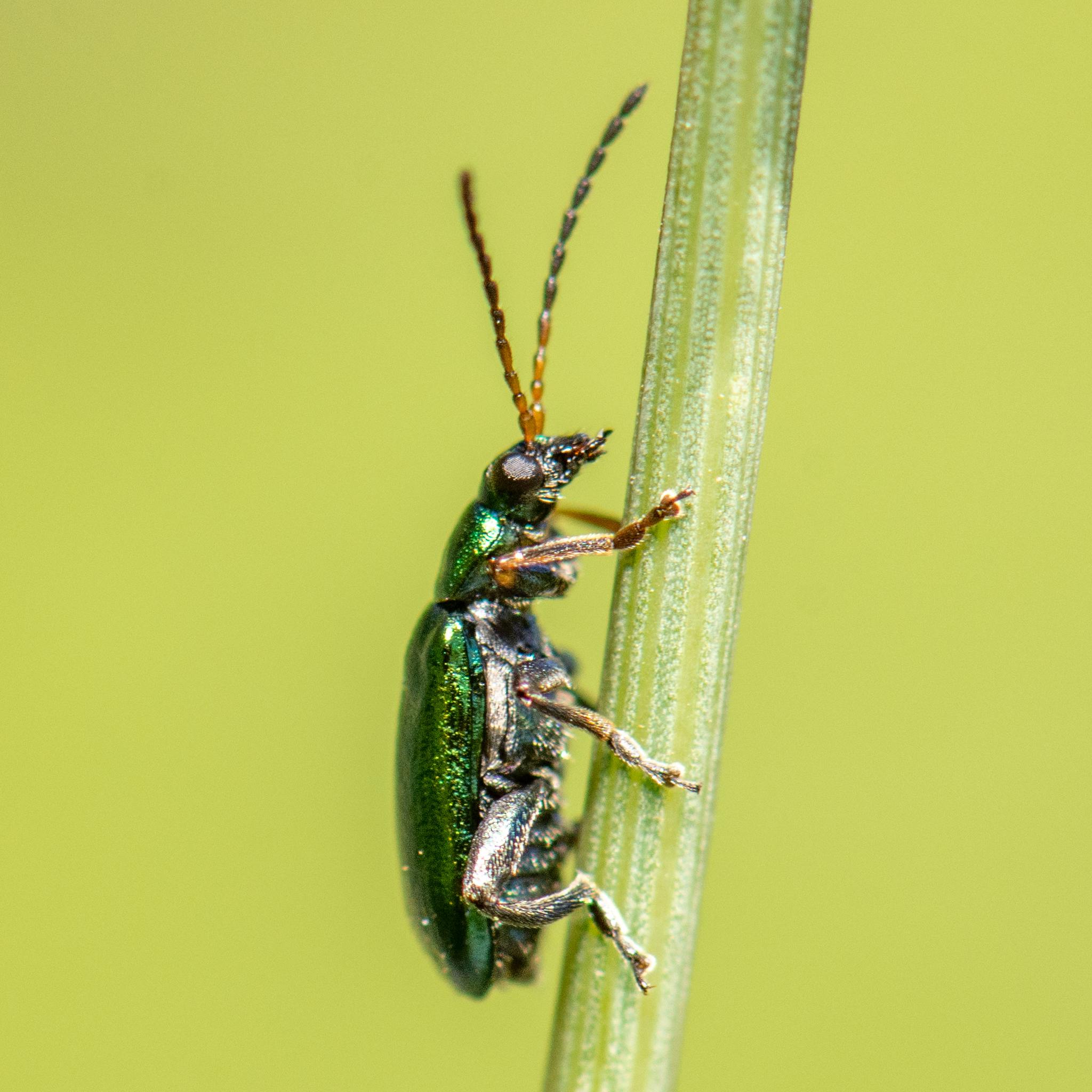 Scelolyperus
