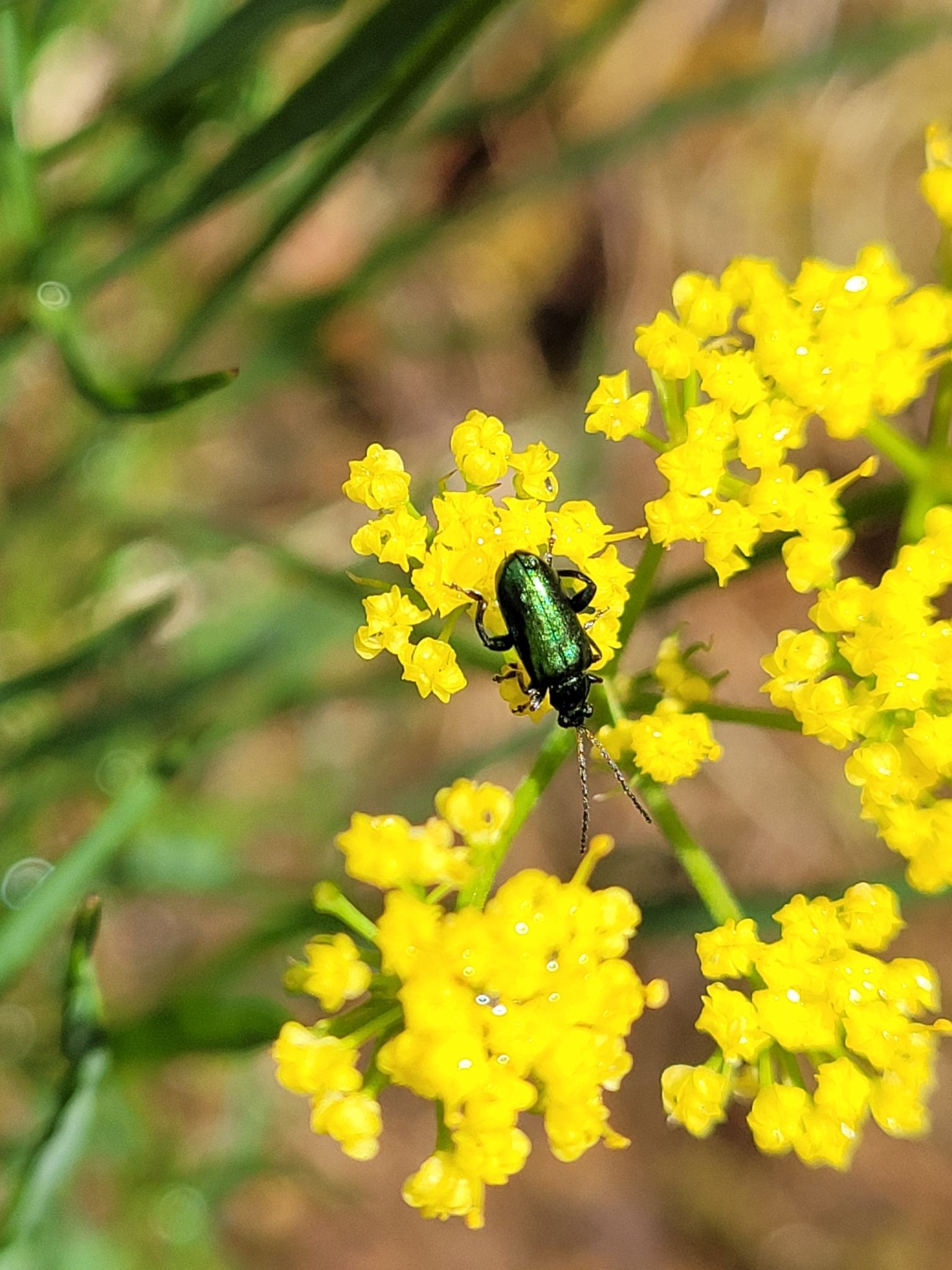 Scelolyperus