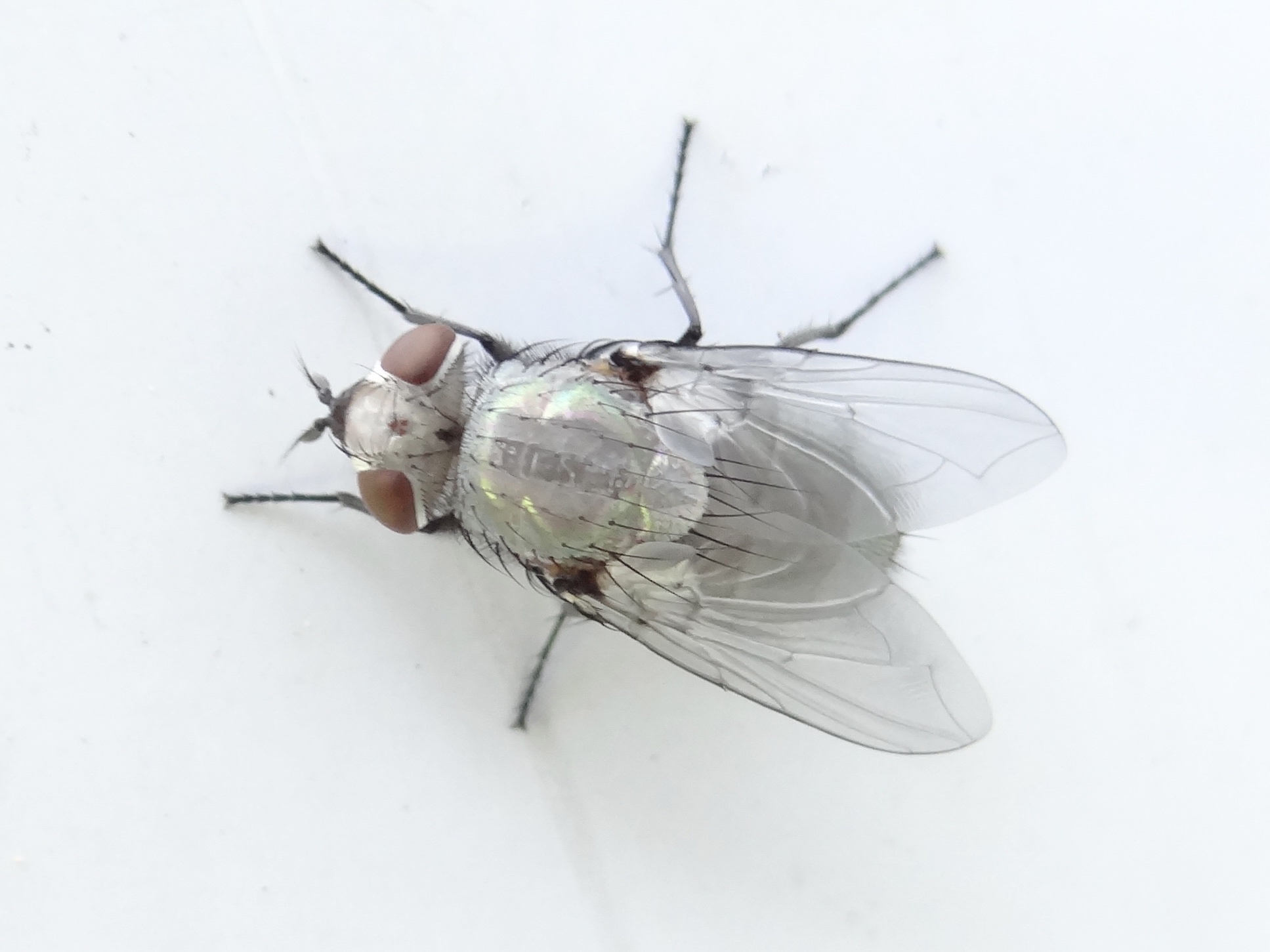 Serica