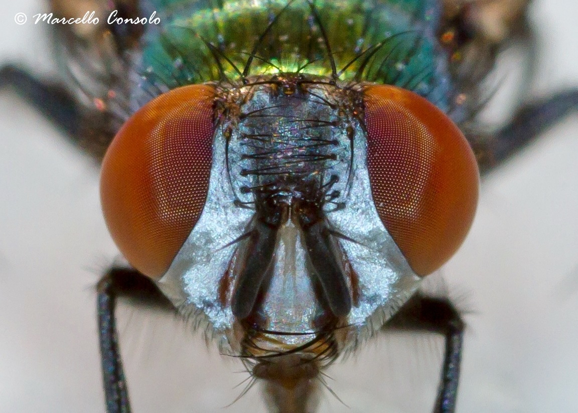 Serica