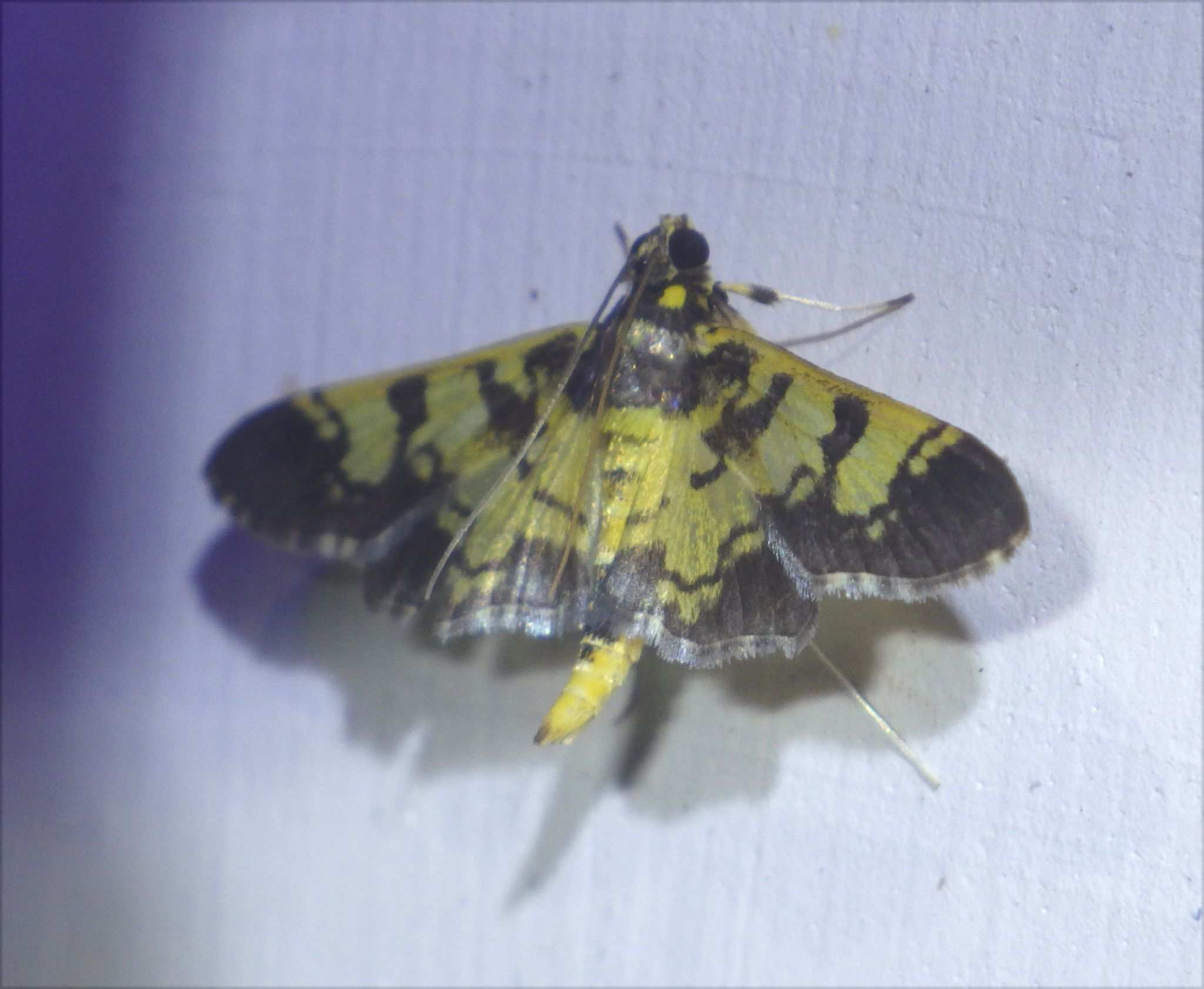 Ategumia dilecticolor