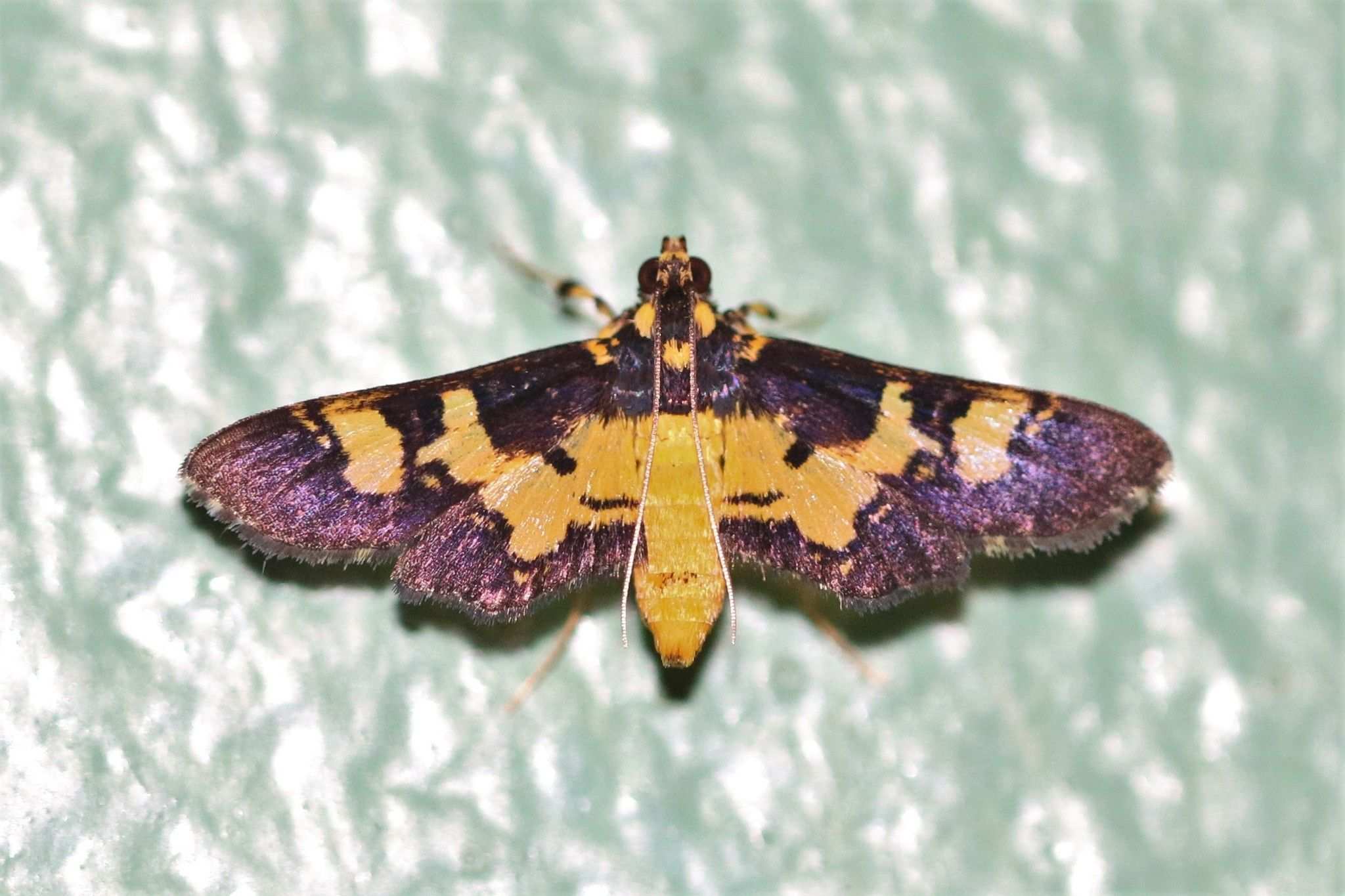 Ategumia dilecticolor