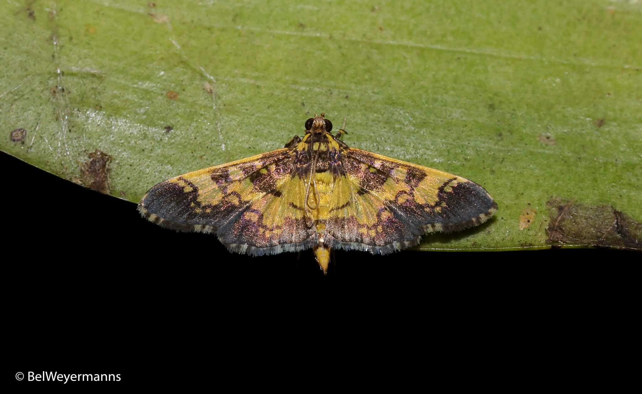 Ategumia dilecticolor