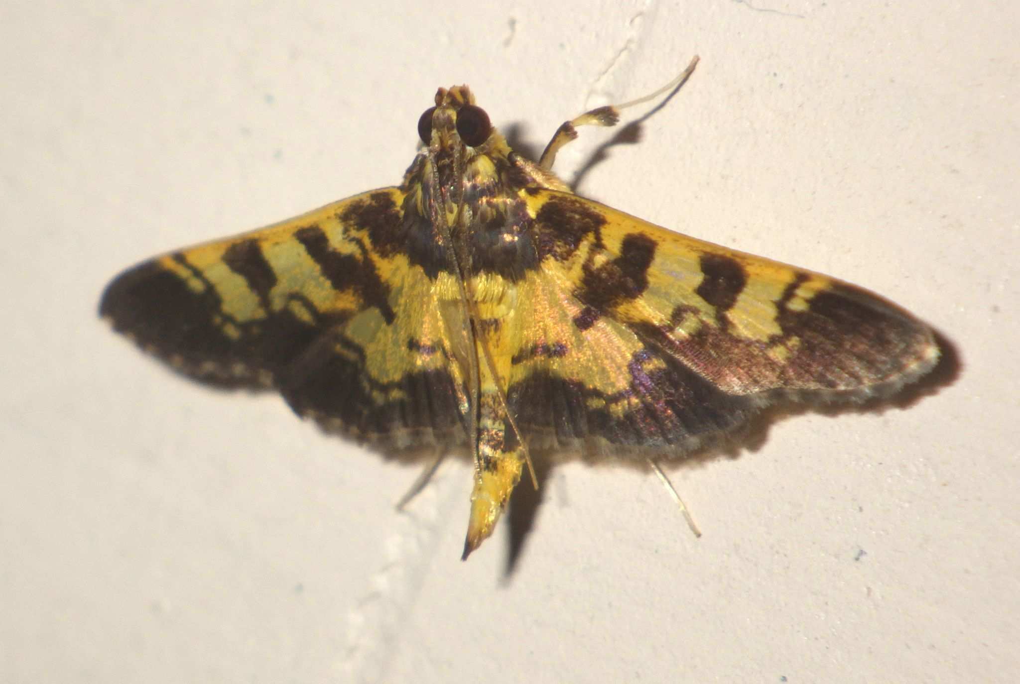 Ategumia dilecticolor