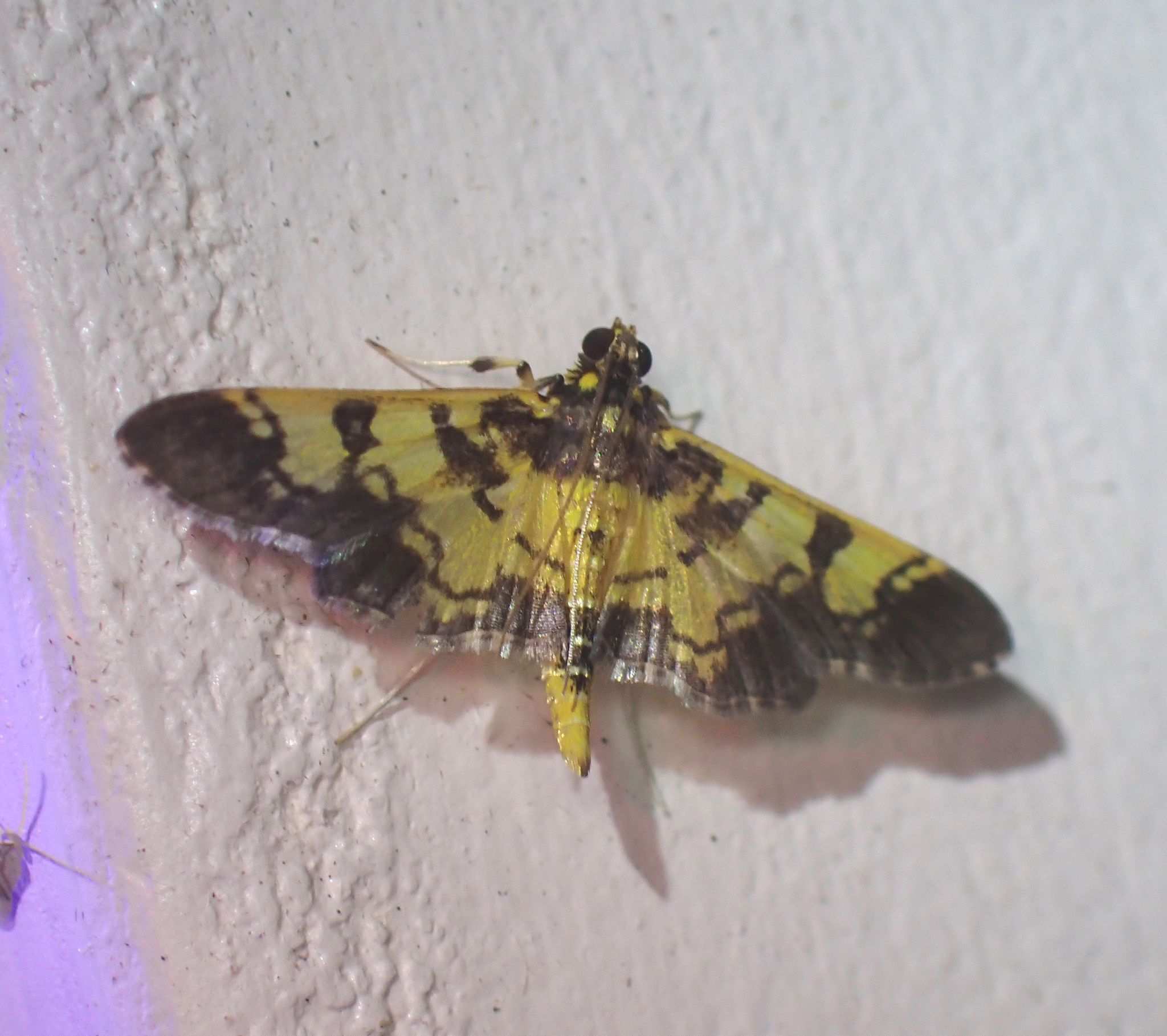 Ategumia dilecticolor