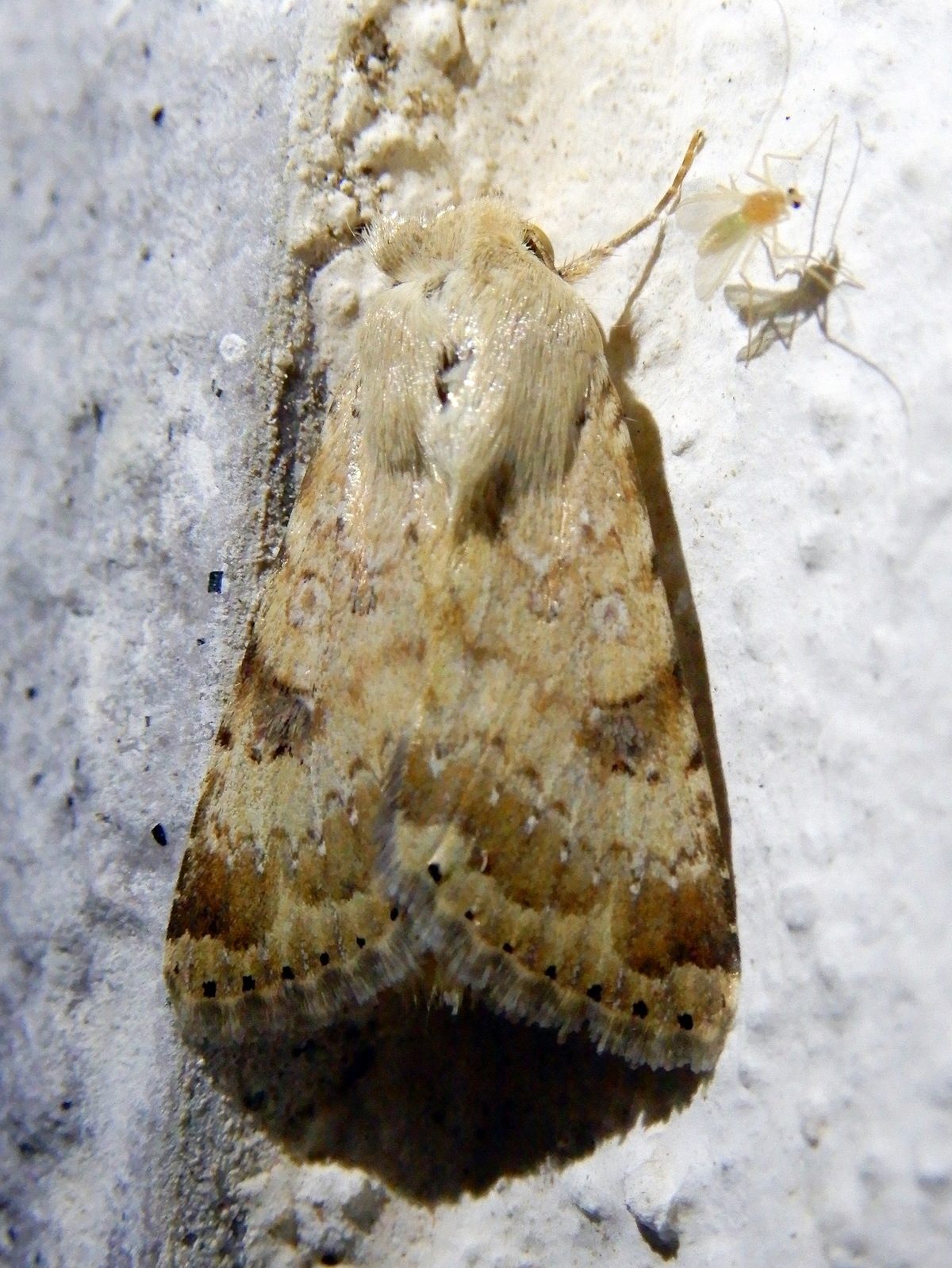 Heliothis nubigera