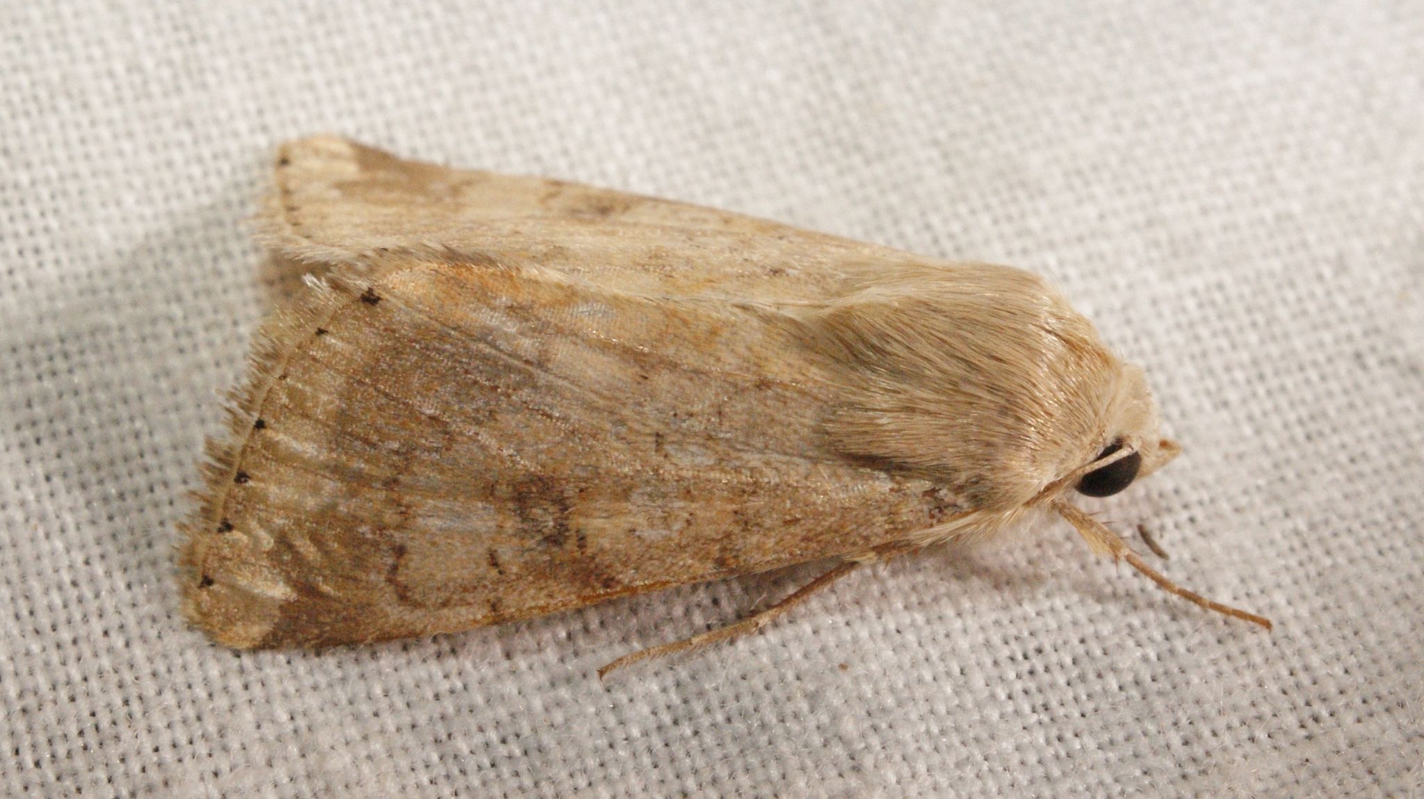 Heliothis nubigera