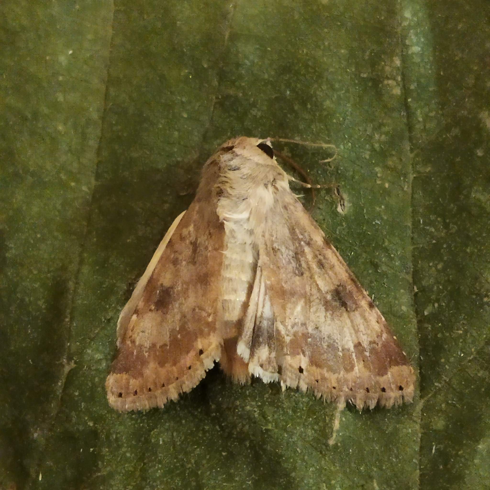 Heliothis nubigera
