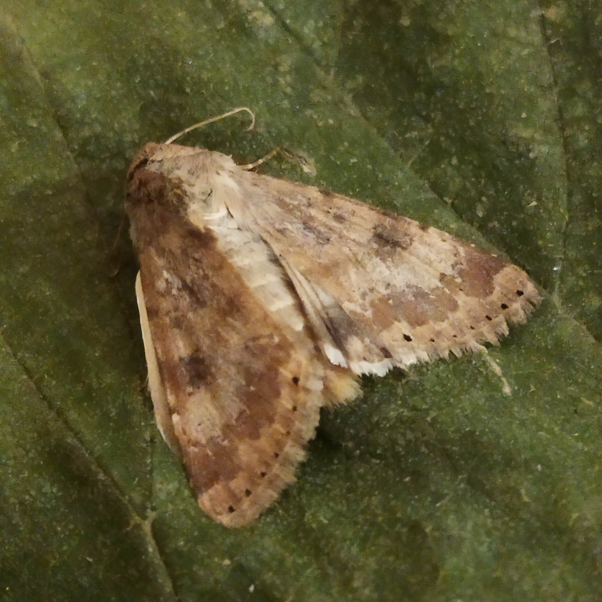 Heliothis nubigera