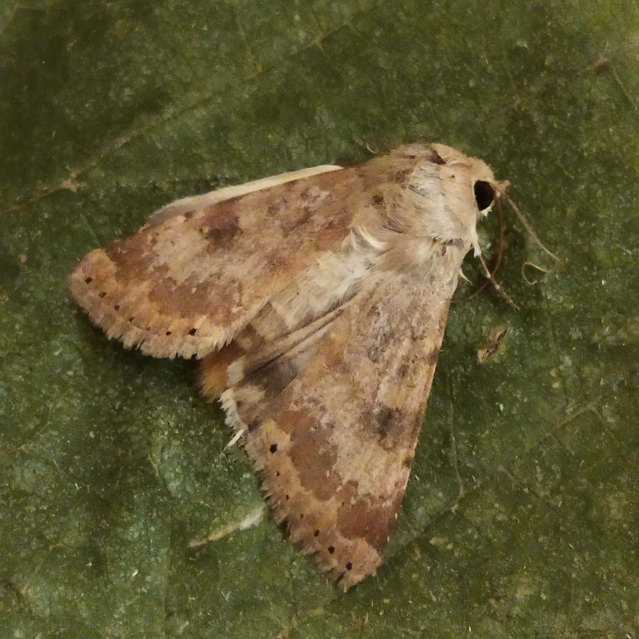 Heliothis nubigera