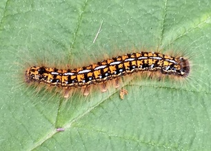 Malacosoma californicum