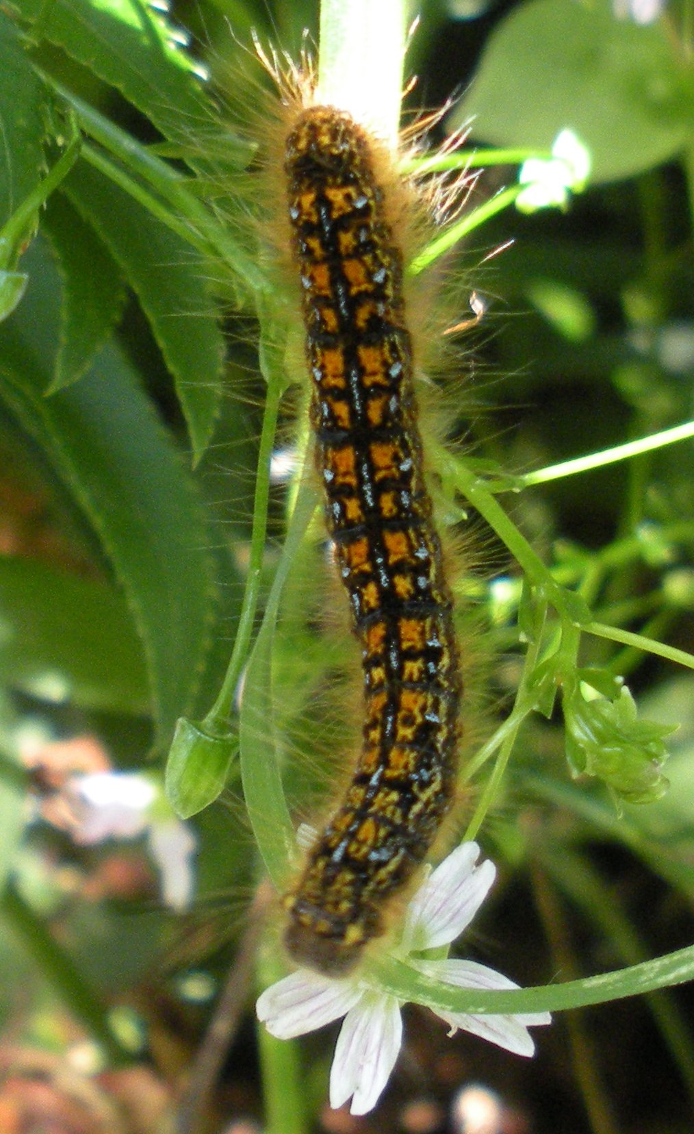 Malacosoma californicum