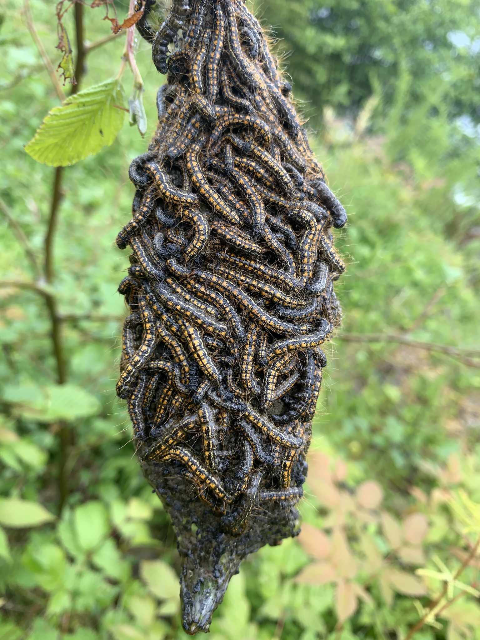 Malacosoma californicum