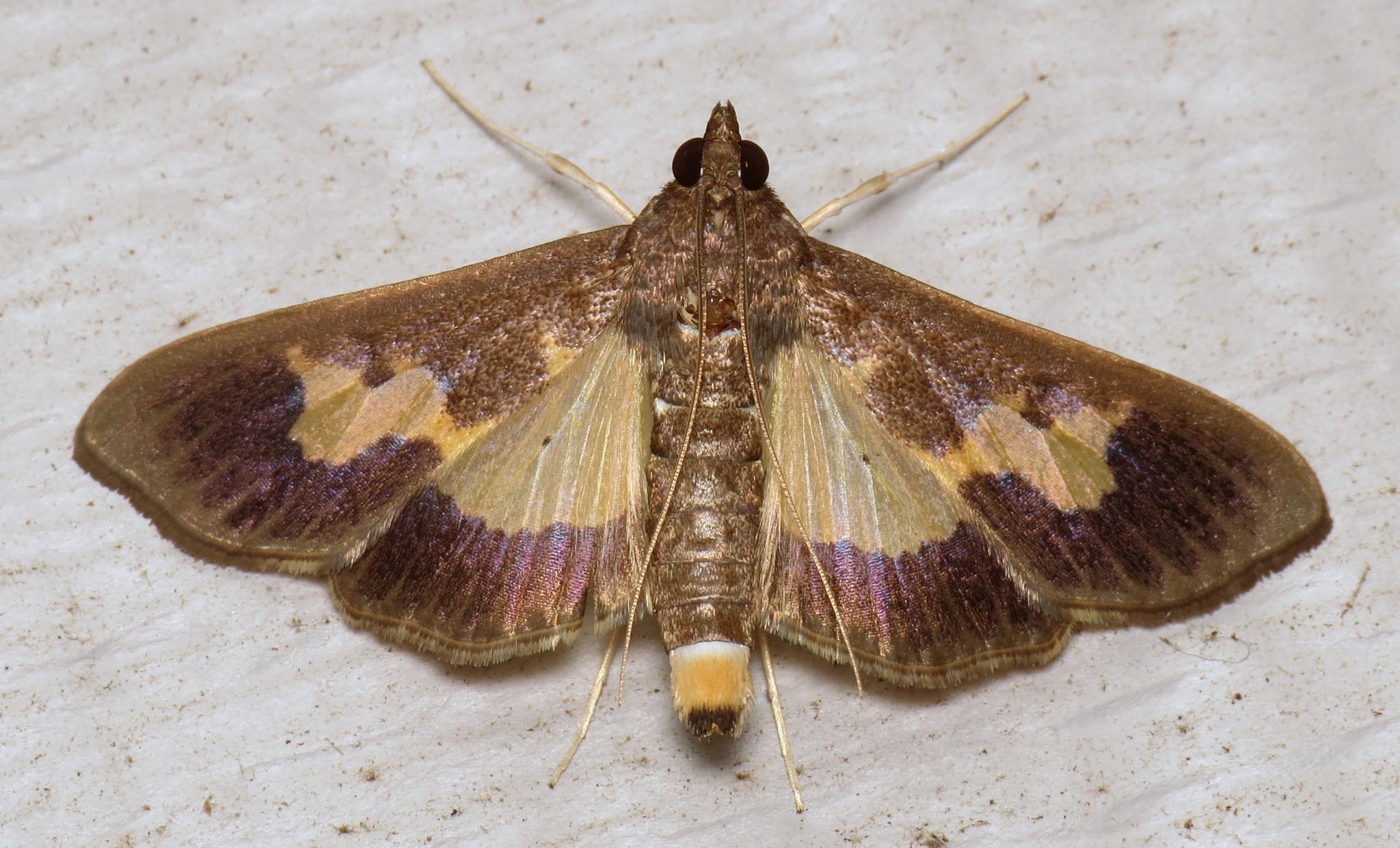 Diaphania nitidalis