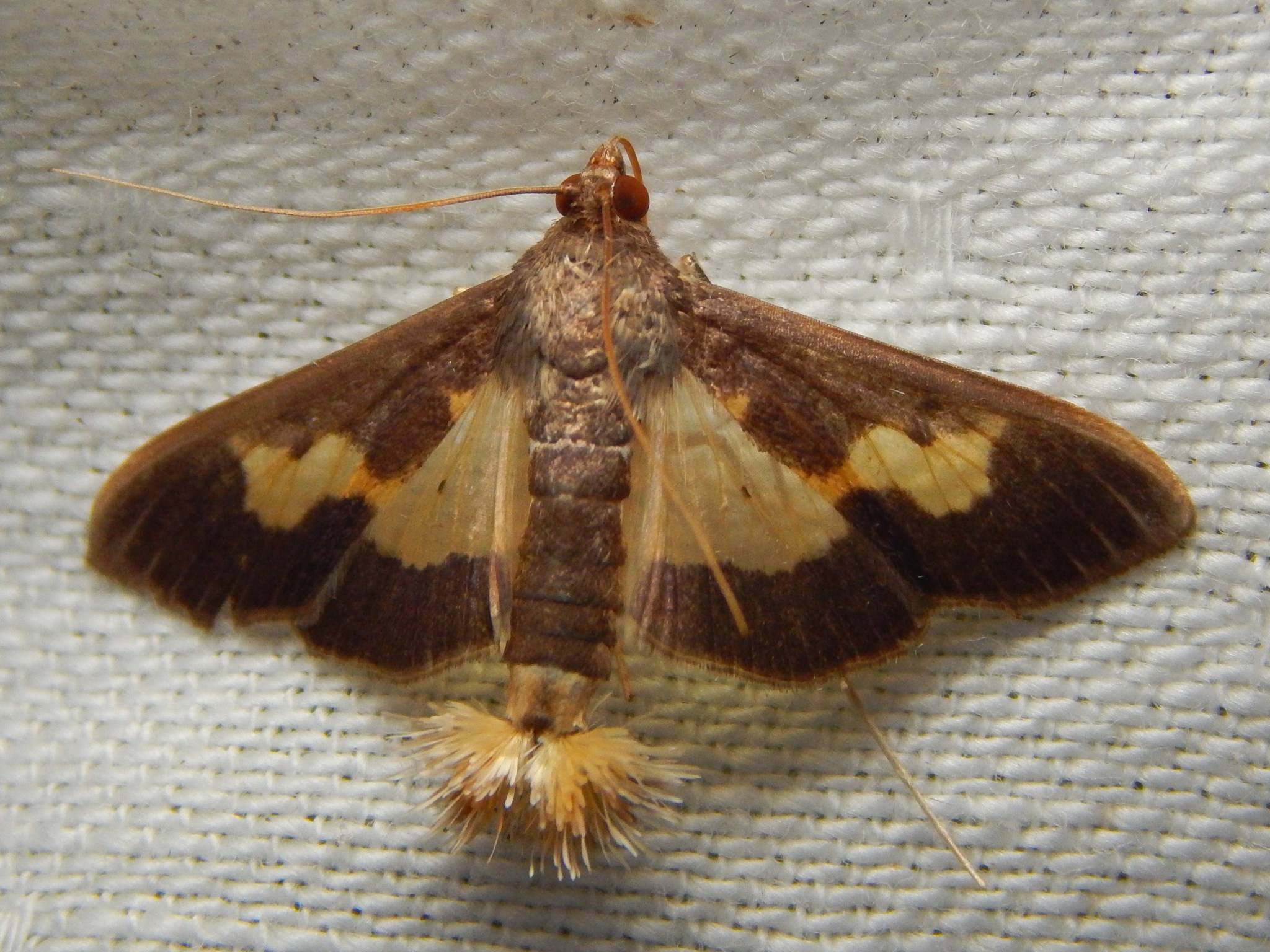 Diaphania nitidalis