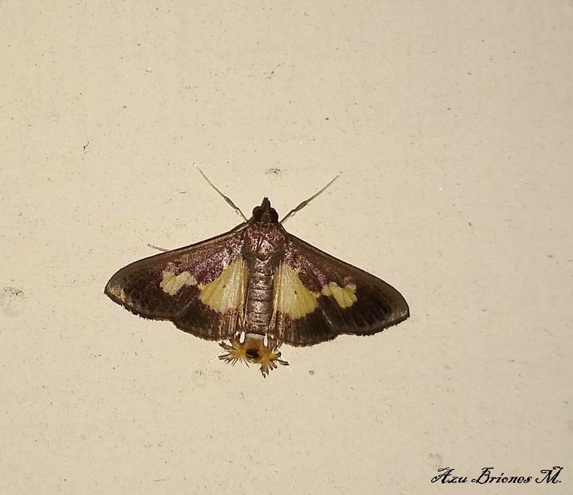 Diaphania nitidalis