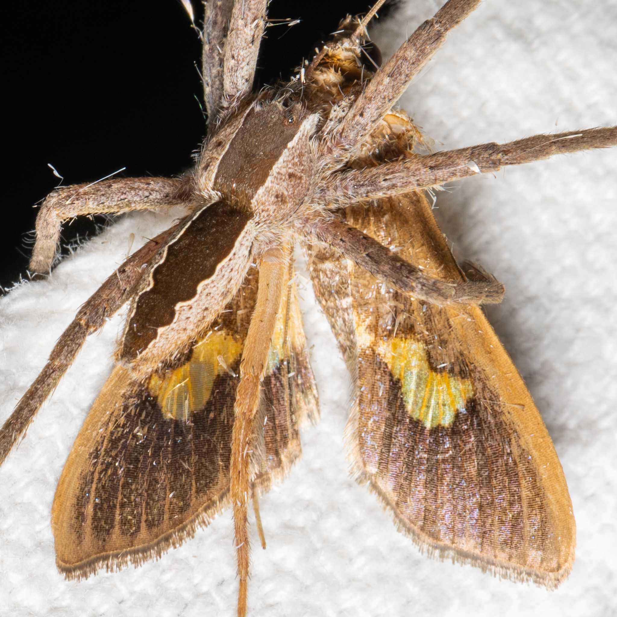 Diaphania nitidalis