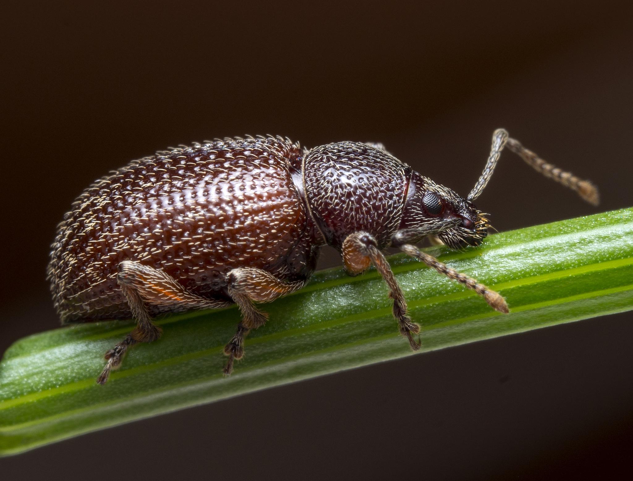 Otiorhynchus cribricollis