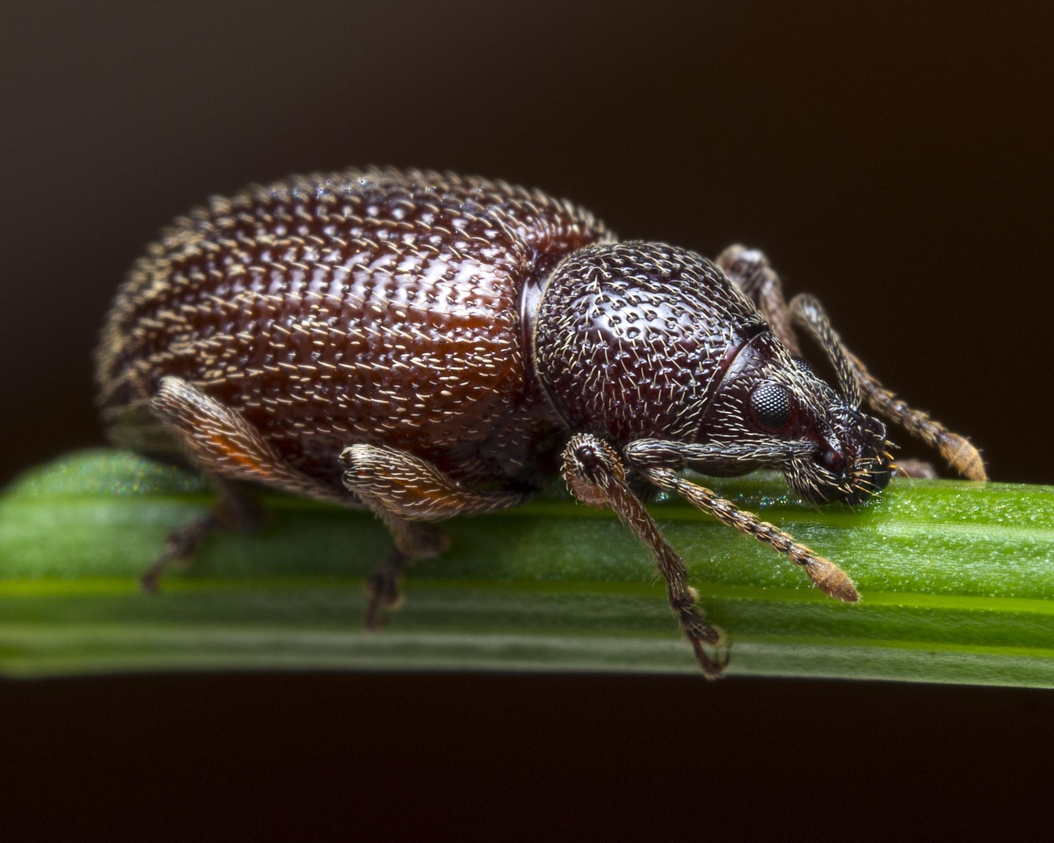 Otiorhynchus cribricollis