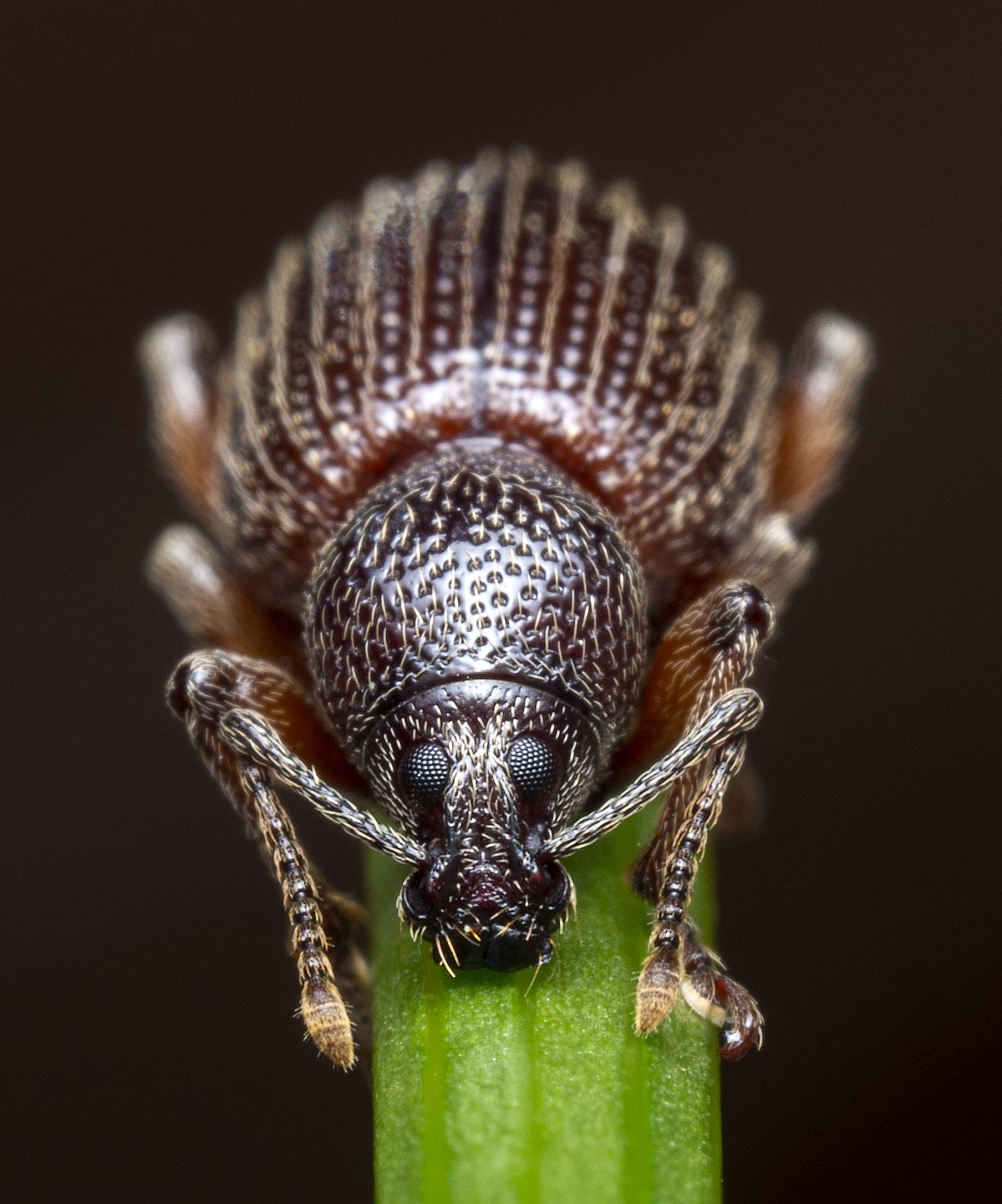 Otiorhynchus cribricollis